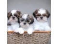 shih-tzu-puppies-available-for-sale-small-0