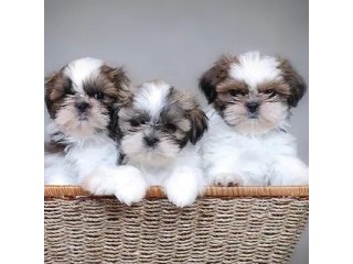Shih tzu puppies Available For Sale