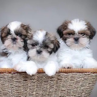 shih-tzu-puppies-available-for-sale-big-0