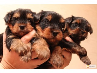 Yorkshire Terriers Puppies available