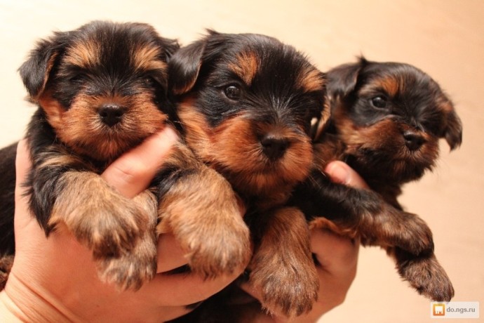 yorkshire-terriers-puppies-available-big-0