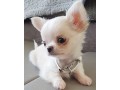 teacup-chihuahua-puppies-for-sale-small-0