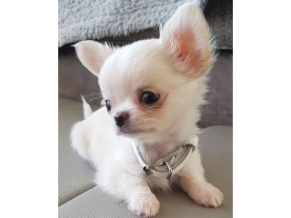 Teacup Chihuahua puppies for sale