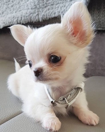 teacup-chihuahua-puppies-for-sale-big-0