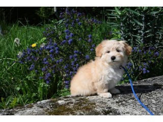 Pure breed Havanese puppies for sale