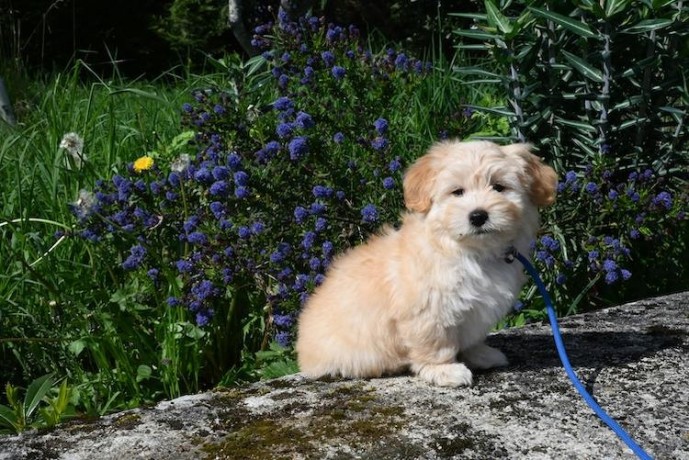 pure-breed-havanese-puppies-for-sale-big-0