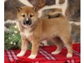 shiba-inu-puppies-available-for-sale-small-0