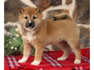 Shiba Inu puppies available for sale