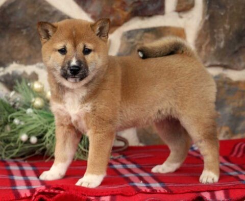 shiba-inu-puppies-available-for-sale-big-0