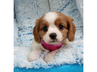 Cavalier King Charles Spaniel puppies for sale