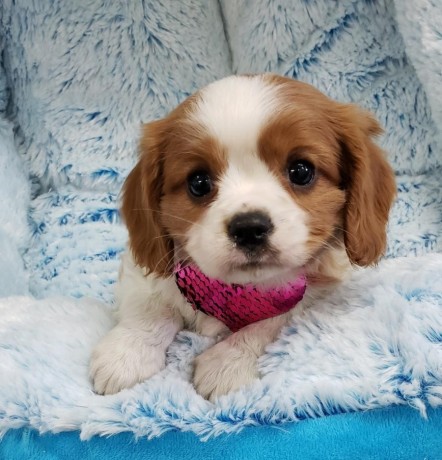 cavalier-king-charles-spaniel-puppies-for-sale-big-0