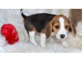 beautiful-beagle-puppies-for-sale-small-0