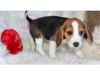 Beautiful Beagle Puppies for sale