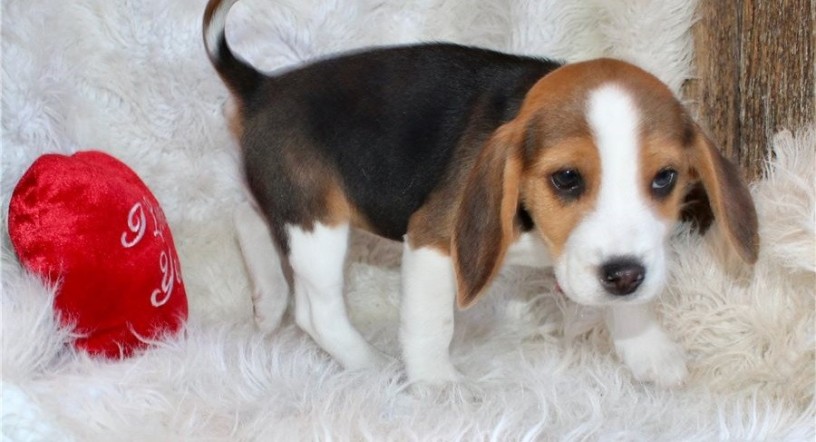 beautiful-beagle-puppies-for-sale-big-0