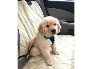 Golden Retriever Puppies for sale