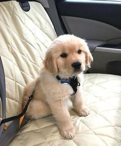 golden-retriever-puppies-for-sale-big-0