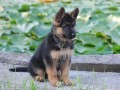 german-shepherd-puppies-for-sale-small-0