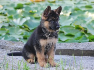 German Shepherd Puppies for sale