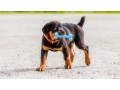 rottweiler-puppies-now-ready-small-0