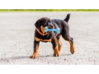 Rottweiler Puppies Now Ready