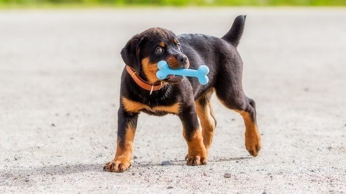 rottweiler-puppies-now-ready-big-0