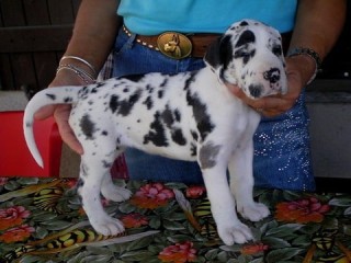 Great Dane Puppies  for sale