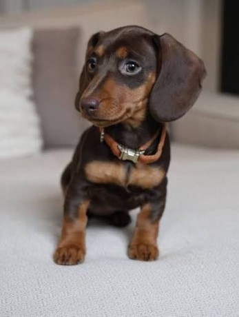 dachshund-puppies-for-sale-big-0