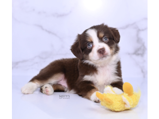 Australian Shepherds Puppies for sale