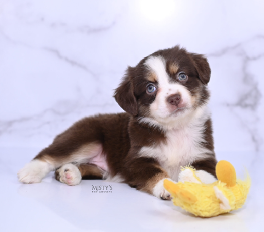 australian-shepherds-puppies-for-sale-big-0