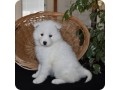 samoyed-puppies-for-sale-small-0