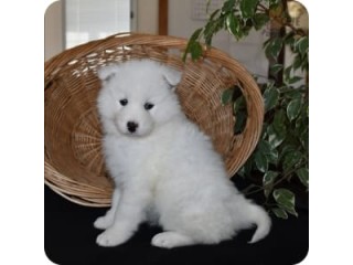 Samoyed Puppies for sale