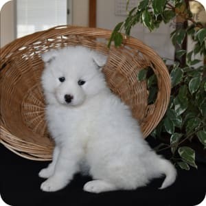 samoyed-puppies-for-sale-big-0