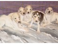 saluki-arabian-desert-dog-puppies-for-sale-small-0