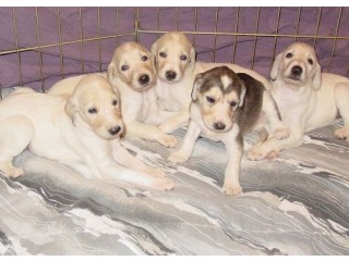 Saluki (Arabian Desert Dog)  Puppies for sale
