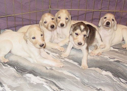 saluki-arabian-desert-dog-puppies-for-sale-big-0