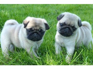Pug Puppies for sale