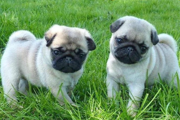 pug-puppies-for-sale-big-0