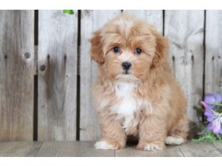 Maltipoo Puppies for sale