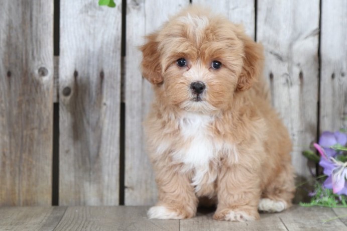 maltipoo-puppies-for-sale-big-0