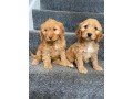 cockapoo-puppies-for-sale-small-0