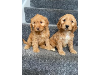 Cockapoo Puppies for sale