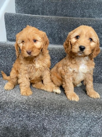 cockapoo-puppies-for-sale-big-0