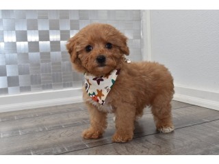 Cavapoo Puppies for sale
