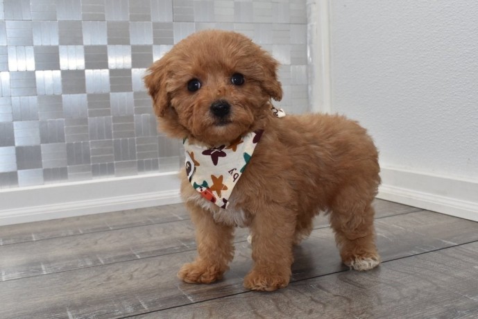 cavapoo-puppies-for-sale-big-0