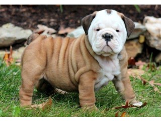 English bulldog Puppies for sale