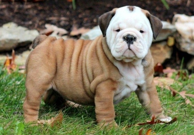 english-bulldog-puppies-for-sale-big-0