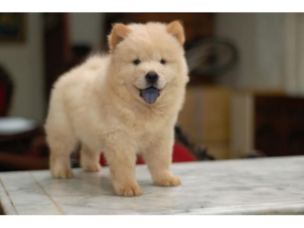 chow-chow-puppies-for-sale-big-0
