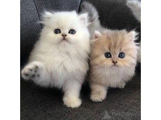 Persian kittens for sale