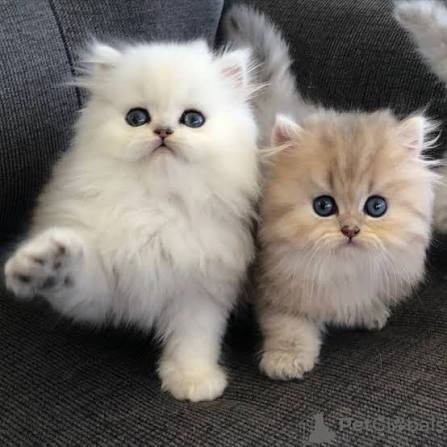 persian-kittens-for-sale-big-0