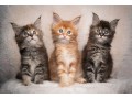 pure-breed-maine-coon-kittens-for-sale-small-0